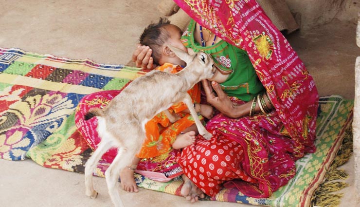 rajasthans bishnoi society,breast feed,baby deer,holidays