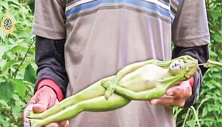 thailand,ree that bears fruit in shape of women,weird tree,nariphon tree