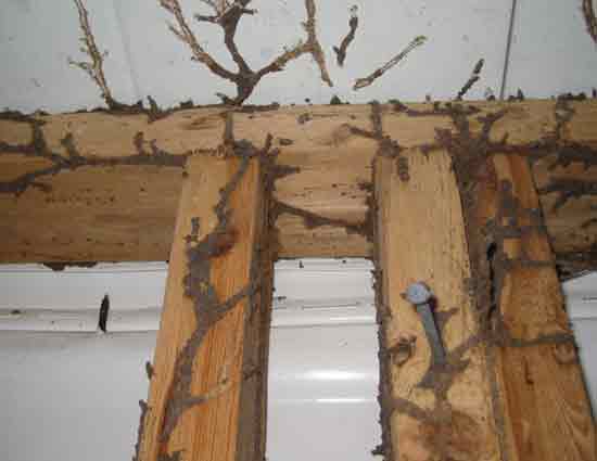 दीमक हटाने के घरेलु उपाय