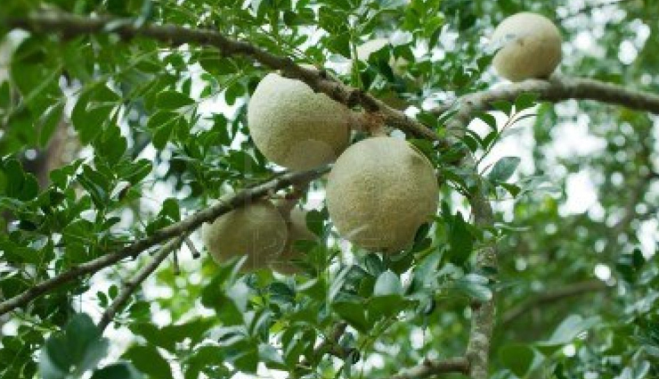 piles,natural remedies to treat piles,healthy living,Health tips