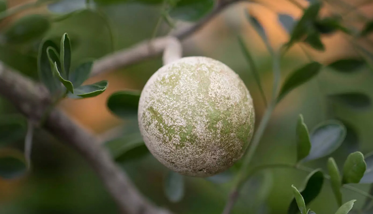 5 Proven Health Benefits of Wood Apple