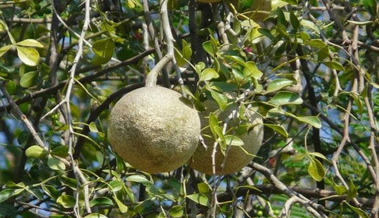 6 Health Benefits of Wood Apple