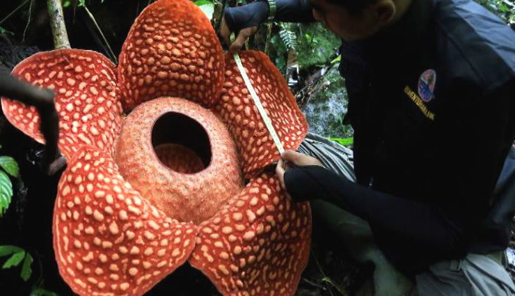 इंडोनेशिया के जंगल में मिला दुनिया का सबसे बड़ा फूल, खुशबू नहीं इसमें से आती है बदबू