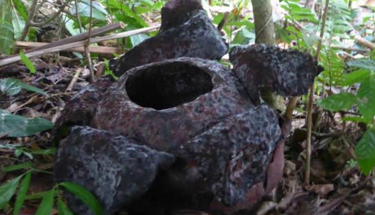 jungle,world largest blooming flower,indonesia forest,weird news in hindi