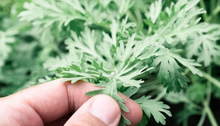 natural remedies for pericarditis,tips to treat  pericarditis,healthy living,Health tips