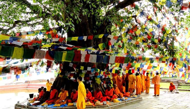 हर पेड़ की पूजा का अपना एक महत्व, मिलता है अलग-अलग फायदा