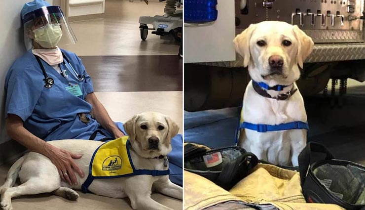 यहाँ कोरोना डॉक्टर्स का ख्याल रख रहे हैं डॉग, जानें कैसे 