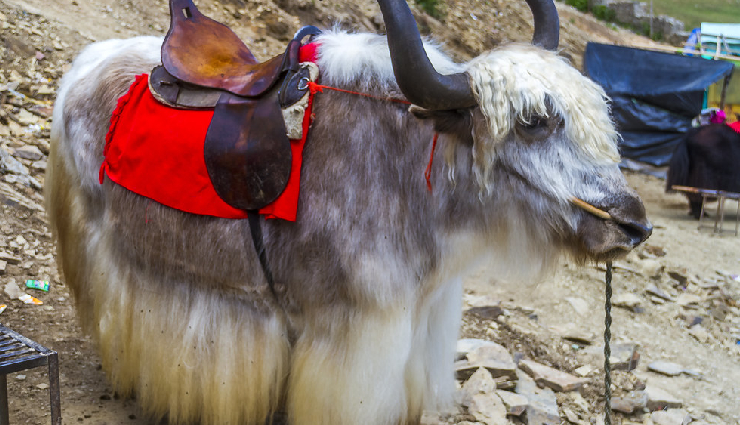 kufri attractions,kufri adventure activities,himalayan nature park,hiking in kufri,tobogganing in kufri,ziplining in kufri,shopping in kufri,horse riding in kufri,skiing in kufri,yak rides in kufri,kufri fun world,himachal pradesh tourism,snow sports in kufri,mahasu peak trek,green valley adventures