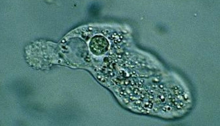 कोरोना वायरस के बाद अब सामने आया एक और रहस्यमय वायरस