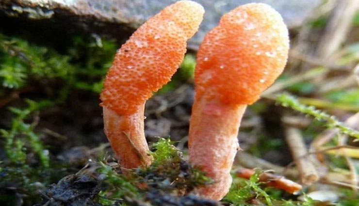 10 लाख रुपये किलो में बिकता हैं दुनिया का सबसे महंगा यह कीड़ा weird news,weird worm,worlds most expensive worm,caterpillar fungus,yarshagumba