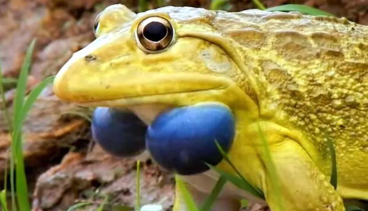 मध्यप्रदेश / दुर्लभ प्रजाति के पीले मेढक देख लोगों में डर का माहौल, समझ रहे जहरीले shock,farmers,surprise,yellow frogs,rare species,narsinghpur,mp,weird news,madhya pradesh news