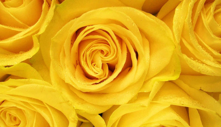 valentines day,valentines week,rose day,roses,color of roses