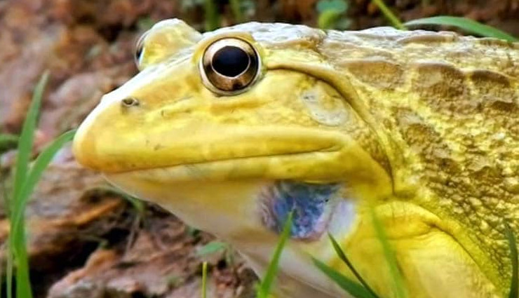 मध्यप्रदेश / दुर्लभ प्रजाति के पीले मेढक देख लोगों में डर का माहौल, समझ रहे जहरीले