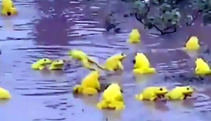 मध्यप्रदेश / दुर्लभ प्रजाति के पीले मेढक देख लोगों में डर का माहौल, समझ रहे जहरीले shock,farmers,surprise,yellow frogs,rare species,narsinghpur,mp,weird news,madhya pradesh news