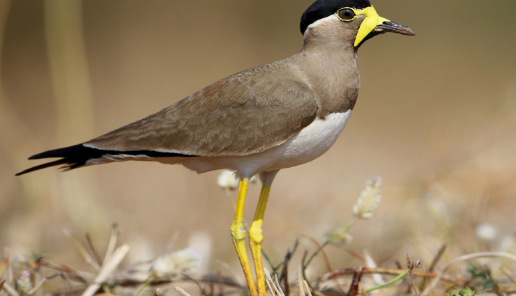 plover and lapwing found in india,india travel,india tourism,tourist places in india,holidays,travel