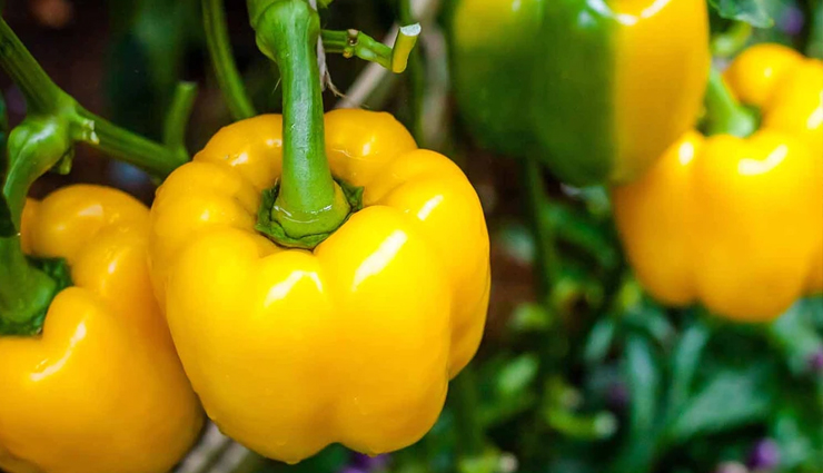 food to grow facial hair,hair food to grow hairline,food to grow black hair,vegetarian food to grow hair,food to grow hair faster,food to grow hair and nails,the best food to grow hair,food to grow hair back,foods to grow hair on bald head,food to eat grow hair,good food to grow hair,food items to grow hair,indian food hair growth,foods to grow hairline,food to grow my hair,foods to eat to grow my hair,food to make hair grow stronger,foods to grow hair naturally,protein food for hair growth,foods proven to grow hair,food to grow hair quickly,food to regrow hair,right foods to grow hair,foods to grow strong hair,food to grow hair thick,food to grow your hair,what food to grow hair,10 foods to grow hair