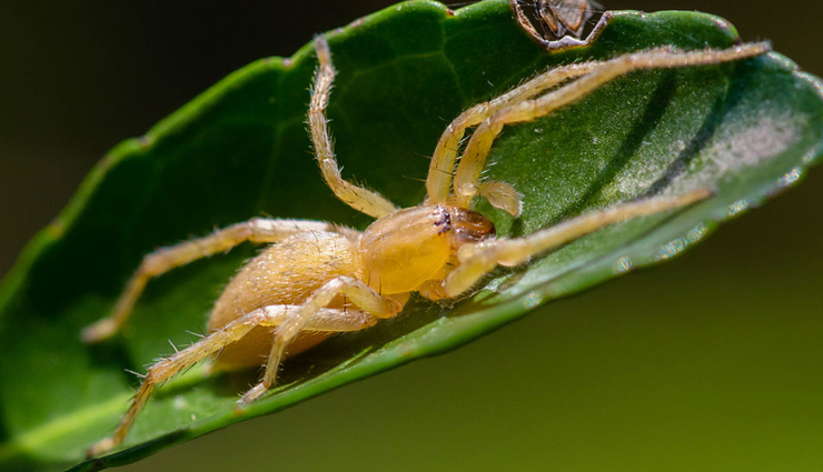 deadliest spiders,deadliest spiders in the world,black widow,brown recluse,brown widows,redback spiders,red widows,wolf spiders,yellow sac spiders,funnel-web tarantulas,brazilian wandering spider,travel