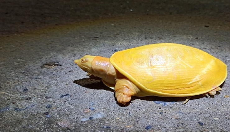 पीले रंग का दुर्लभ कछुआ हो रहा सोशल मीडिया पर वायरल