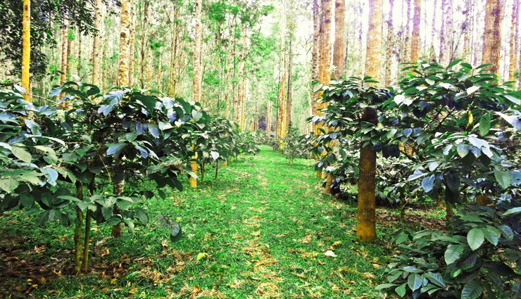 western ghats hill stations,breathtaking hill getaways,scenic beauty of western ghats,must-visit western ghats destinations,charming hill retreats in the ghats,western ghats travel experiences,picturesque mountain escapes,best views in western ghats,unexplored hill stations ghats,western ghats hillside beauty