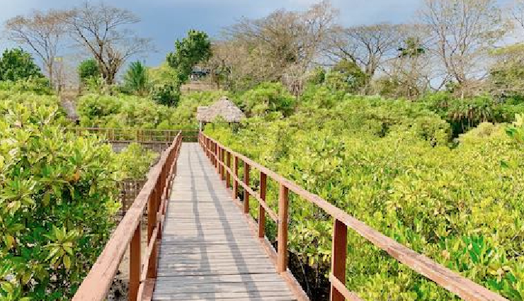 andaman mangrove walkways,natural mangrove trails in andaman,mangrove exploration in andaman,mangrove boardwalks in andaman,dhani nallah mangrove walk,yerrata mangrove interpretation center,baratang mangrove canopy walk,ross island mangrove pathways,andaman mangrove tourism,mangrove eco-tourism in andaman,discovering andaman mangrove forests,andaman nature walks,best mangrove walks in india,mangrove conservation in andaman,eco-friendly mangrove trails,andaman natural wonders,mangrove forests of andaman,exploring andaman biodiversity,sustainable tourism in andaman,andaman eco-adventures