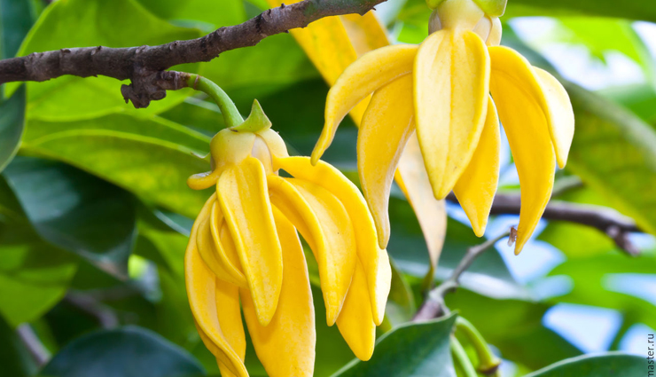 oil for healthy scalp,essential oil for scalp,oil for scalp,hair care tips,scalp care tips,lavender essential oil,khus essential oil,rosemary essential oil,chamomile essential oil,ylang ylang essential oil,peppermint essential oil,cedarwood essential oil,petitgrain essential oil,clary sage essential oil,patchouli essential oil,beauty,beauty tips,hair care beauty tips