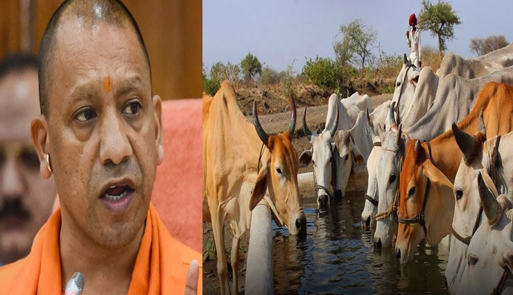 योगी का गोसेवकों को उपहार, 30 की जगह अब मिलेंगे 50 रुपये प्रति गोवंश