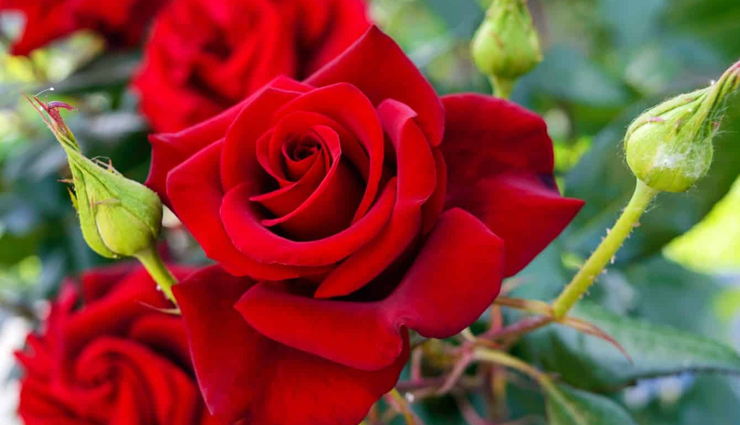 glowing skin,diy yogurt face mask,skin care tips,beauty tips