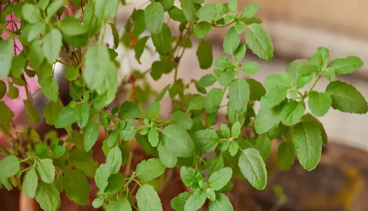 yogurt face packs,skin care tips,beauty tips