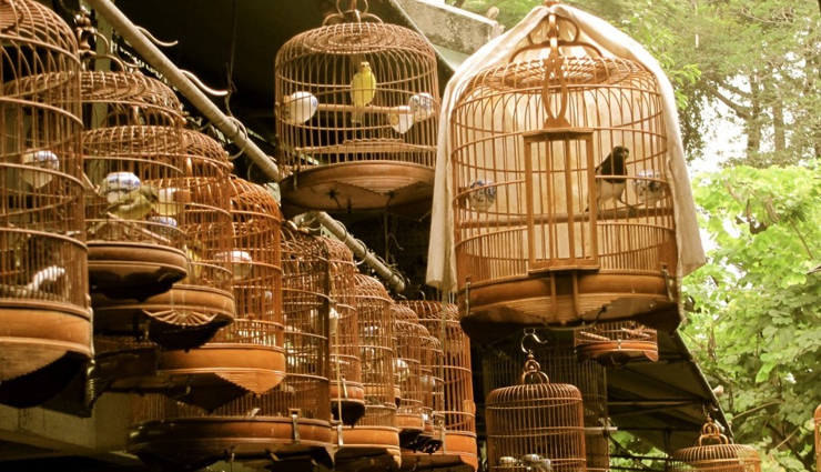 hong kong,unusual things you can try in hong kong,hong kong travel,dine at a cartoon restaurant,watch classic hong kong movies,try stinky tofu,visit the bird market,travel,holidays,travel guide