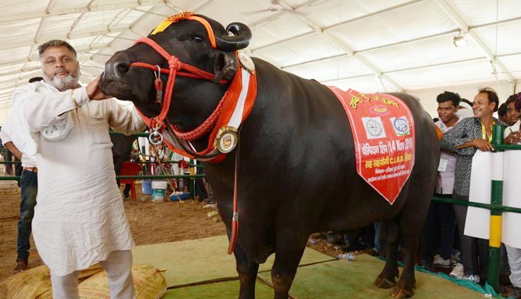 दुनिया के 5 सबसे महंगे जानवर
most expensive animals,expensive animal in world,green monkey,yuvraj,missmissi,tibetan mastiff,sir lancelot encore