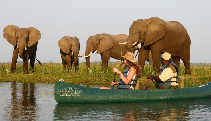 famous wildlife safaris,top safaris around the world,best wildlife safari destinations,popular global safaris,must-visit safari parks,wildlife safari tours,iconic safaris worldwide,top safari experiences,safari travel destinations,exotic safari trips