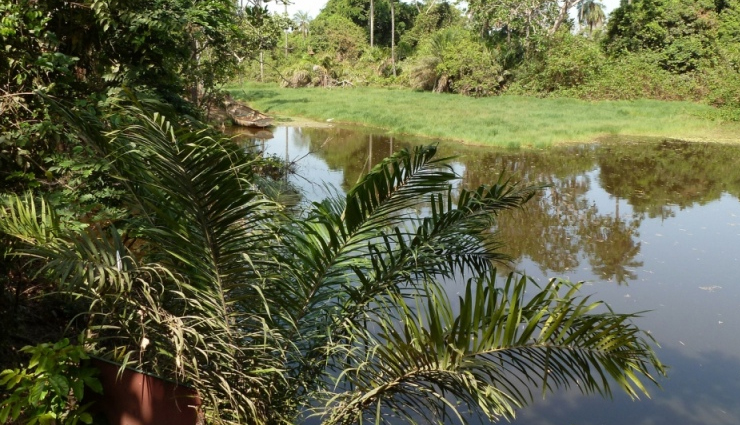 gambia,places to visit in gambia,river gambia national park,abuko nature reserve,national museum of gambia,wassu stone circle,albert market