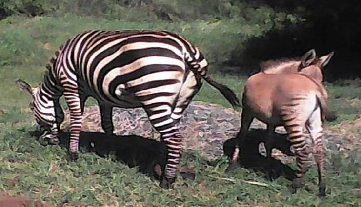 गधे और जेब्रा के मेल से पैदा हुआ अनोखा बच्चा, वायरल हुई तस्वीर weird news,weird incident,zonkey,hybrid between zebra and donkey