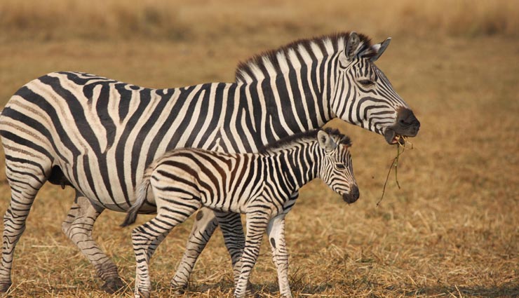 interesting facts,amazing facts,facts about zebra,zebra