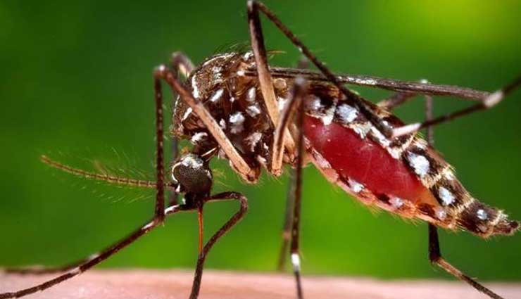 Number of Zika virus cases reaches 100 in Jaipur, Rajasthan