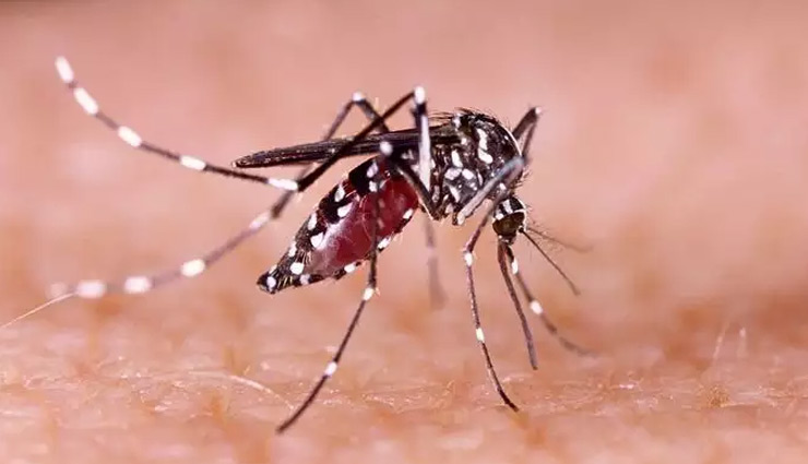 Zika Virus: केरल के बाद अब महाराष्ट्र में ज़ीका वायरस की हुई एंट्री, पुणे में महिला मिली संक्रमित 