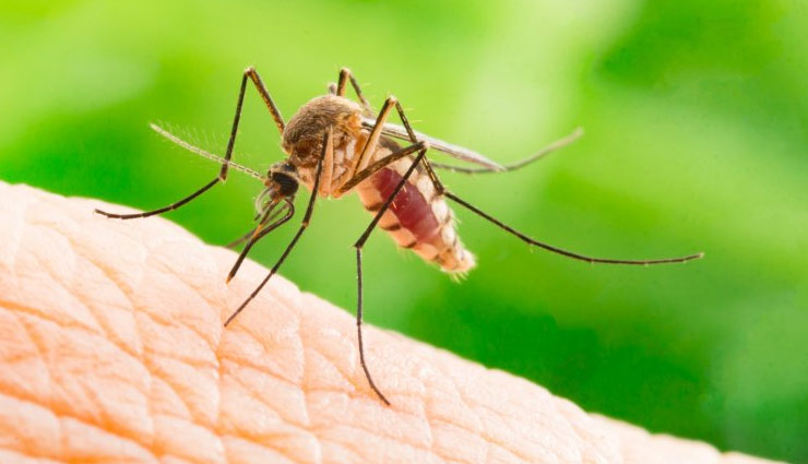 Health tips,zika virus,rescue from mosquito ,जिका वायरस, बचाव के उपाय, मच्छरों से बचाव, हेल्थ टिप्स 