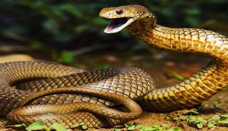 जहरीले सांपों की खेती वाला गांव, 30 लाख से ज्यादा वैरायटी weird news,weird information,weird village,zisiqiao village china,snake farming