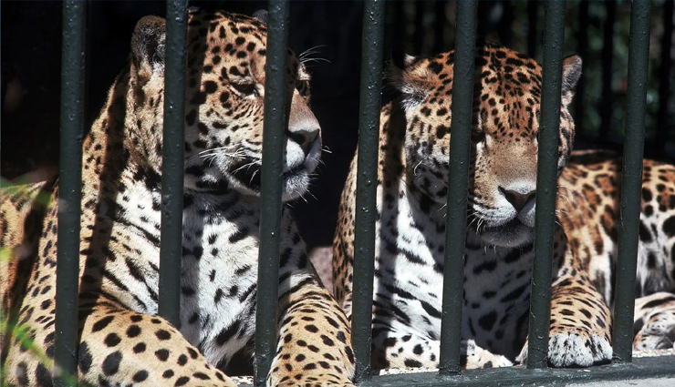 बच्चों को लेकर जाएं देश के इन सबसे बड़े चिड़ियाघर में घुमाने, लौट आएगा आपका भी बचपन 