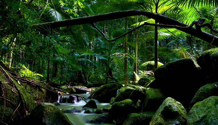 खतरनाक जानवरों के लिए पहचाने जाते हैं देश के ये 5 सबसे बड़े जंगल