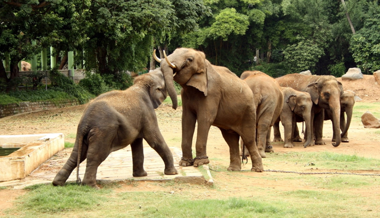 biggest zoo,zoo to visit across india,zoo in india,india,arignar anna zoological park,nandankanan zoological park,indira gandhi zoological park,assam state zoo cum botanical garden,nehru zoological park,mysore zoo