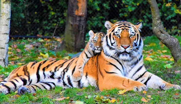 zoo,best zoo in india,india,nandankanan zoological park,sri chamarajendra zoological gardens,national zoological park,arignar anna zoological park,sakkarbaug zoological garden