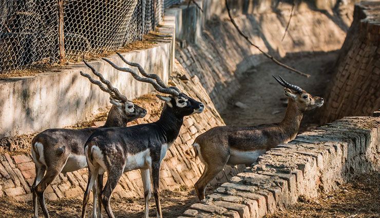 zoo,best zoo in india,india,nandankanan zoological park,sri chamarajendra zoological gardens,national zoological park,arignar anna zoological park,sakkarbaug zoological garden