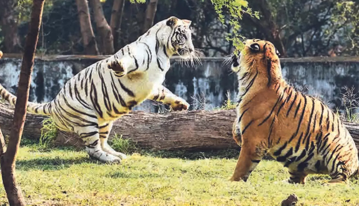 पशु प्रेमियों की पसंदीदा जगह बनते हैं ये चिड़ियाघर, दुनियाभर में रखते हैं अनोखी पहचान 