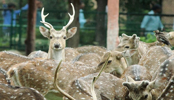 जयपुर : बर्ड फ्लू के बाद अब 8 फरवरी से फिर खुलेंगे चिड़ियाघर, पर्यटकों के लिए खुशखबरी