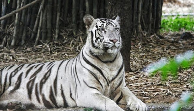 biggest zoos of india,zoo of india,tourism,travel,holidays