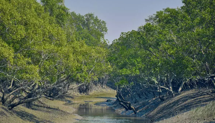 these 5 largest forests of the country are known for dangerous animals,holiday,travel,tourism