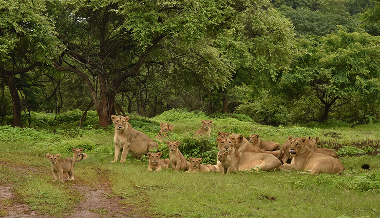 these 5 largest forests of the country are known for dangerous animals,holiday,travel,tourism