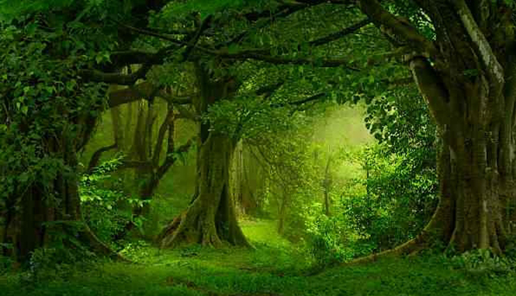 these 5 largest forests of the country are known for dangerous animals,holiday,travel,tourism