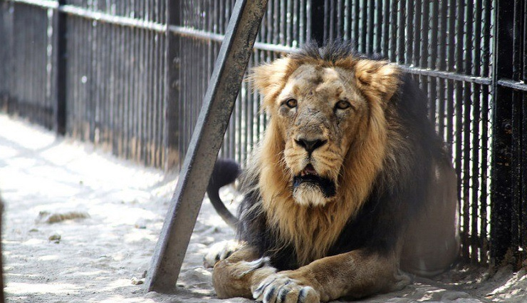 biggest zoos of india,zoo of india,tourism,travel,holidays